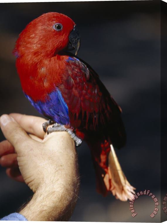 Raymond Gehman Hiker S Pet Bird Solomon Island Eclectus Rests on His Finger Stretched Canvas Print / Canvas Art