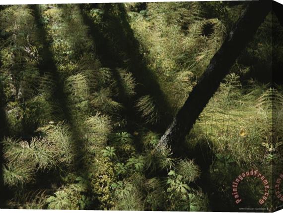 Raymond Gehman Horsetail Ferns Grown Along a Hiking Trail Stretched Canvas Print / Canvas Art
