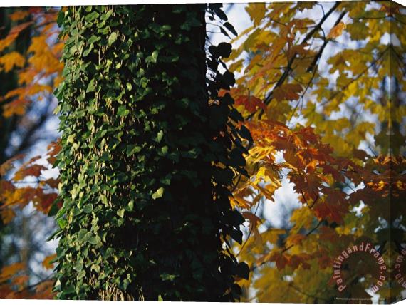 Raymond Gehman Ivy Clinging to a Tree Trunk Amid Colorful Maple Leaves Stretched Canvas Print / Canvas Art