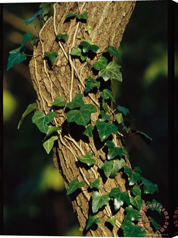 Raymond Gehman Ivy Growing Along a Tree Trunk Stretched Canvas Print / Canvas Art