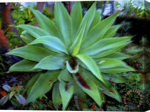 Raymond Gehman Large Succulent Plant in a Garden Stretched Canvas Print / Canvas Art