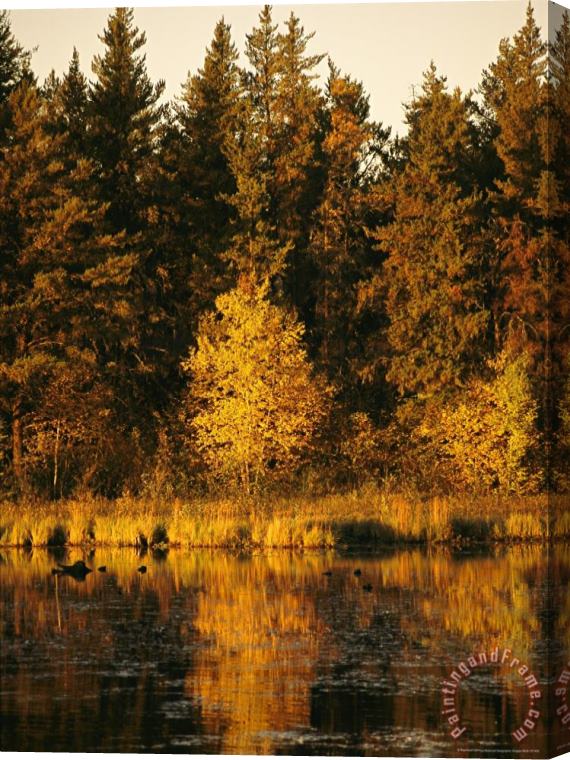 Raymond Gehman Late Afternoon View of a Lakeside Tree in Fall Foliage Stretched Canvas Print / Canvas Art
