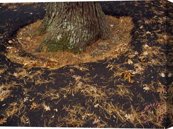 Raymond Gehman Leaf Covered Asphalt in a Parking Lot Encircles an Oak Tree Stretched Canvas Painting / Canvas Art