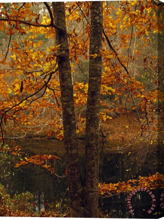Raymond Gehman Leaves Fall From Beech Tree Along The Obed Wild And Scenic River Stretched Canvas Painting / Canvas Art