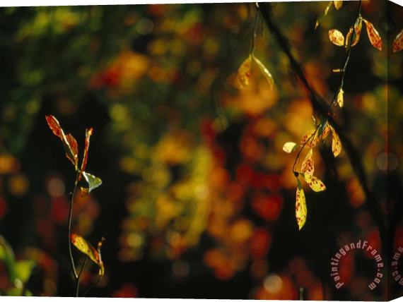 Raymond Gehman Leaves in a Fantastic Array of Autumn Colors Stretched Canvas Print / Canvas Art