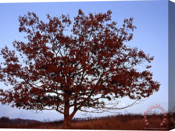 Raymond Gehman Lone Tree Against a Blue Sky Stretched Canvas Print / Canvas Art