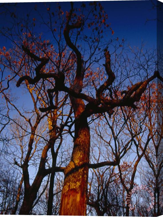 Raymond Gehman Looking Up at an Old Snag Against a Blue Sky at Sunset Stretched Canvas Painting / Canvas Art