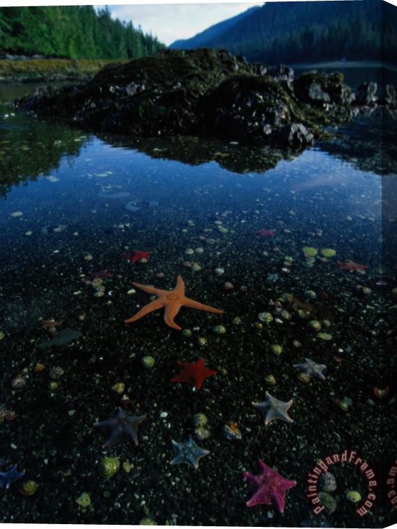 Raymond Gehman Low Tide Reveals a Galaxy of Bat Stars And Other Sea Creatures Stretched Canvas Painting / Canvas Art