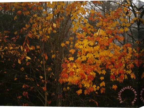 Raymond Gehman Maple Tree with Autumn Colored Leaves in a Foggy Rainy Forest Stretched Canvas Print / Canvas Art