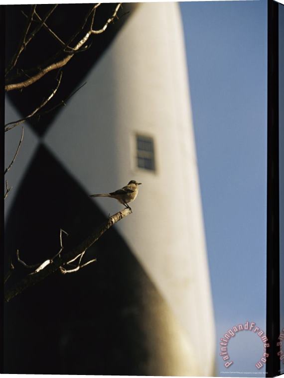 Raymond Gehman Mockingbird on a Tree Branch Near The Cape Lookout Lighthouse Stretched Canvas Painting / Canvas Art