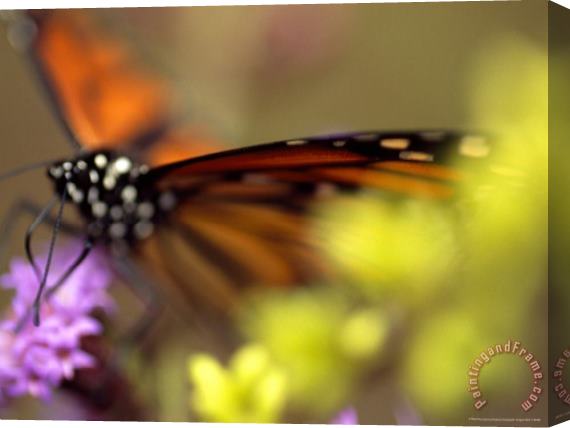 Raymond Gehman Monarch Butterfly Feeding on Wildflowers Stretched Canvas Painting / Canvas Art