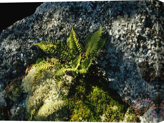 Raymond Gehman Mosses Lichens And Ferns Growing on a Large Rock Granite Stretched Canvas Print / Canvas Art