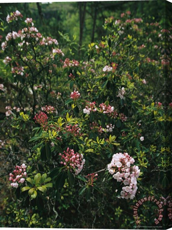 Raymond Gehman Mountain Laurel Blossoms in a Southern Appalachian Woodland Stretched Canvas Print / Canvas Art