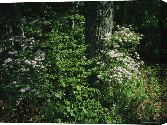Raymond Gehman Mountain Laurel Surrounds an Oak Tree Stretched Canvas Painting / Canvas Art