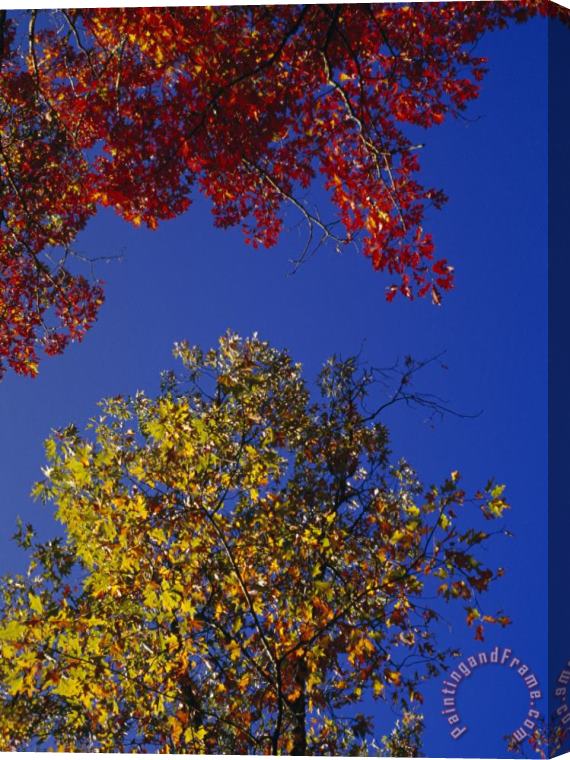 Raymond Gehman Oak Leaves in Fall Colors Against a Bright Blue Sky Stretched Canvas Painting / Canvas Art