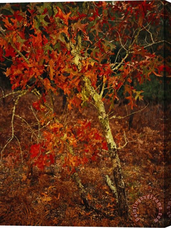 Raymond Gehman Oak Tree with Fall Foliage Standing Among Fallen Leaves And Ferns Near Lake Waccamaw Stretched Canvas Print / Canvas Art