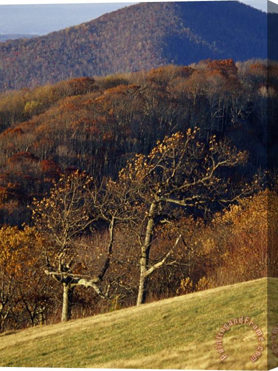 Raymond Gehman Oak Trees in an Autumn View From The West Side of Max Patch Stretched Canvas Painting / Canvas Art
