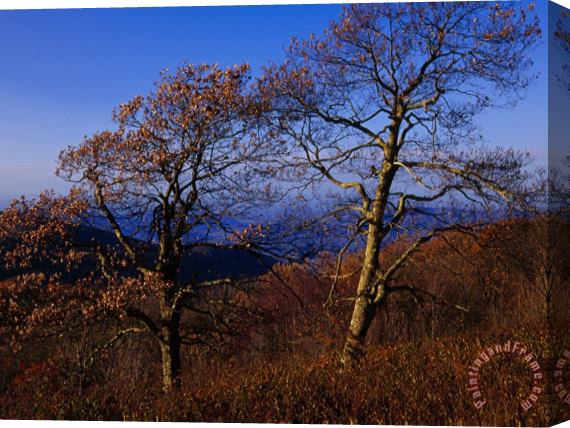 Raymond Gehman Oak Trees in Autumn Colors in a Mountain Scenic Stretched Canvas Painting / Canvas Art