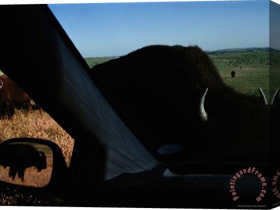 Raymond Gehman Picture of Bison Taken From Inside a Car Stretched Canvas Painting / Canvas Art