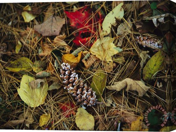 Raymond Gehman Pine Needles And Cones And Autumn Leaves Along The Appalachian Trail Stretched Canvas Print / Canvas Art