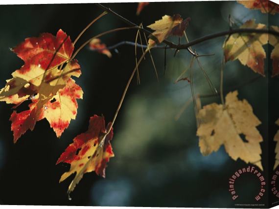 Raymond Gehman Pine Needles Caught on an Autumn Colored Maple Leaf Stretched Canvas Painting / Canvas Art