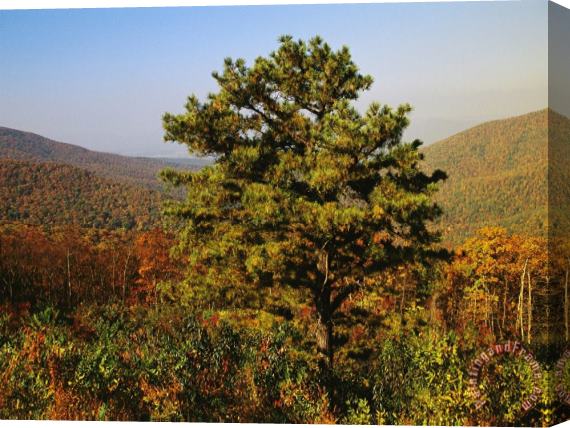 Raymond Gehman Pine Tree And Forested Ridges of The Blue Ridge Mountains Stretched Canvas Print / Canvas Art