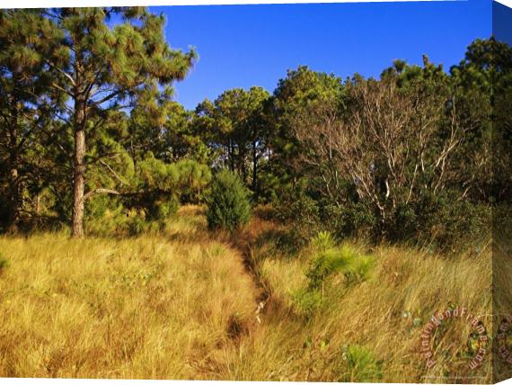 Raymond Gehman Pine Trees And Grasses in a Coastal Maritime Forest Stretched Canvas Print / Canvas Art