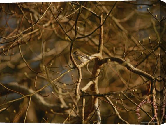 Raymond Gehman Pine Warbler Sitting on a Branch in a Leafless Tree Stretched Canvas Print / Canvas Art