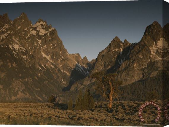 Raymond Gehman Pinyon Pine Tree in a Meadow of Sagebrush Grand Teton National Park Stretched Canvas Painting / Canvas Art