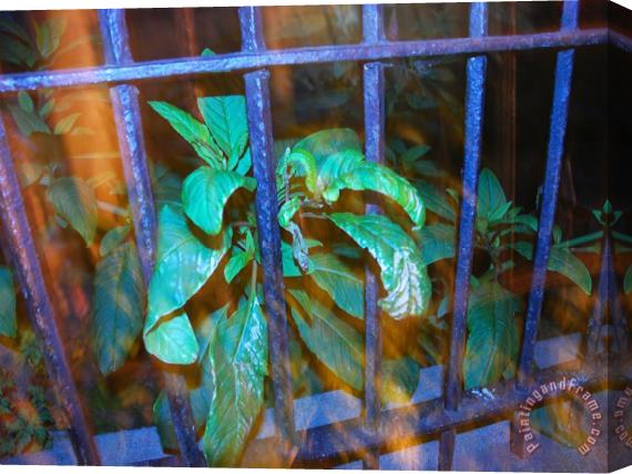 Raymond Gehman Plant Growing Through a Wrought Iron Fence in Front of a House Stretched Canvas Print / Canvas Art
