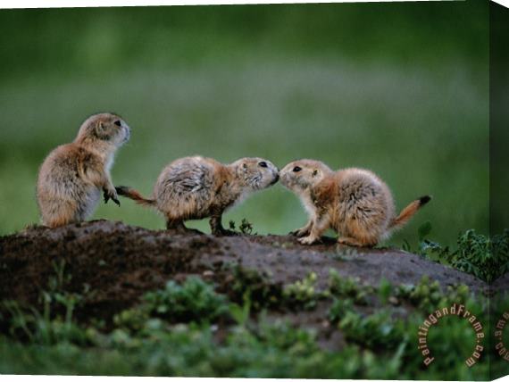 Raymond Gehman Prairie Dogs Touch Noses in a Possible Prelude to Kin Recognition Stretched Canvas Painting / Canvas Art