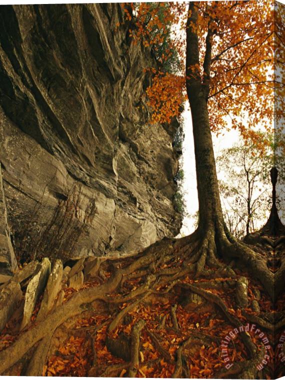 Raymond Gehman Raven Rock And Autumn Colored Beech Tree Stretched Canvas Print / Canvas Art