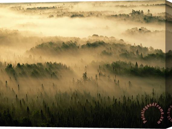 Raymond Gehman Rays of Early Morning Sunlight Beam Into Fog That Shrouds a Forest Stretched Canvas Painting / Canvas Art