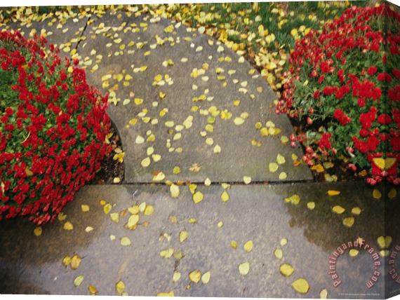 Raymond Gehman Red Chrysanthemums Border a Sidewalk Sprinkled with Birch Leaves Stretched Canvas Painting / Canvas Art