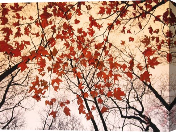 Raymond Gehman Red Maple And Autumn Sky Stretched Canvas Print / Canvas Art