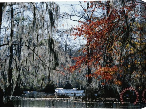 Raymond Gehman Red Maple And Bald Cypress Trees with Spanish Moss Stretched Canvas Print / Canvas Art
