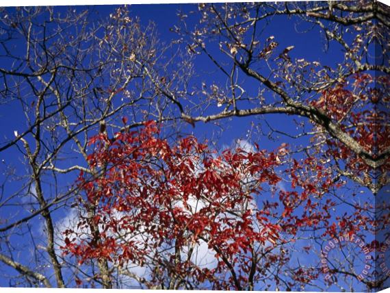 Raymond Gehman Red Maple Leaves And Blue Sky Atop Meadow Creek Lookout Stretched Canvas Print / Canvas Art