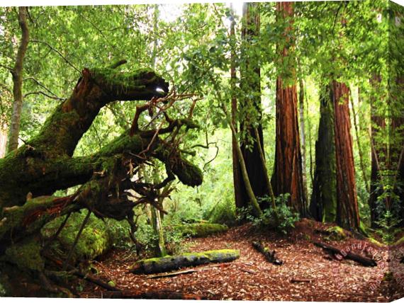 Raymond Gehman Redwoods in Big Basin State Park California Stretched Canvas Painting / Canvas Art