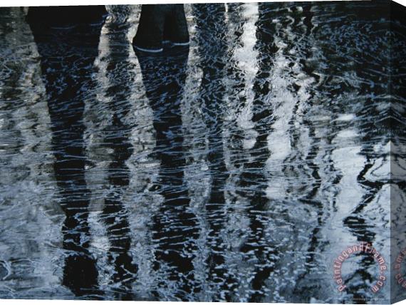 Raymond Gehman Reflections of Trees on The Surface of Rippled Water Stretched Canvas Print / Canvas Art
