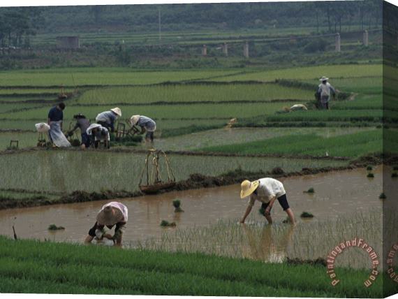 Raymond Gehman Rice Farmers in Paddies Guangxi China Stretched Canvas Print / Canvas Art