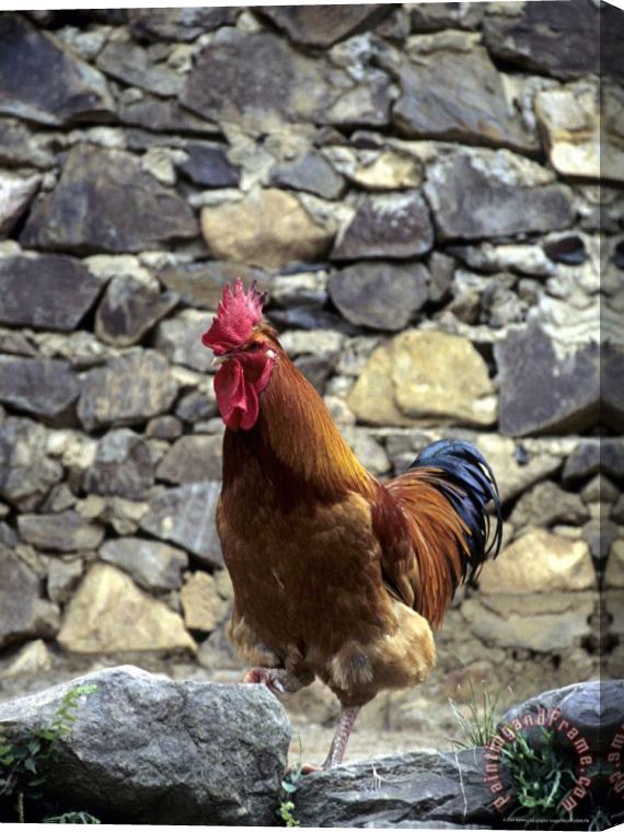 Raymond Gehman Rooster with Stone Wall Behind Yang River Canyon Shaoguan Area Stretched Canvas Print / Canvas Art