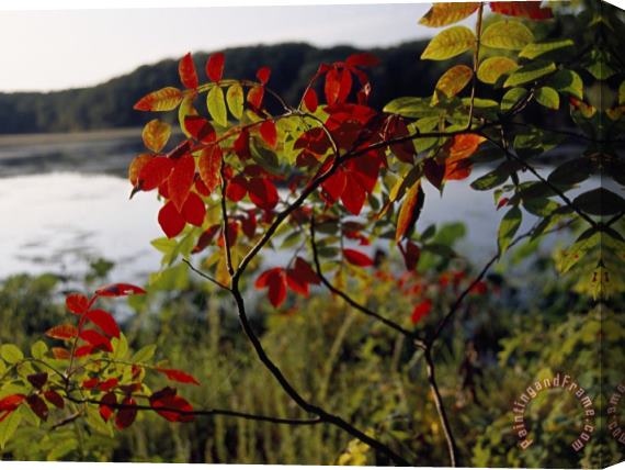 Raymond Gehman Scarlet Sumac Branches Along The Shores of Hematite Lake Stretched Canvas Painting / Canvas Art