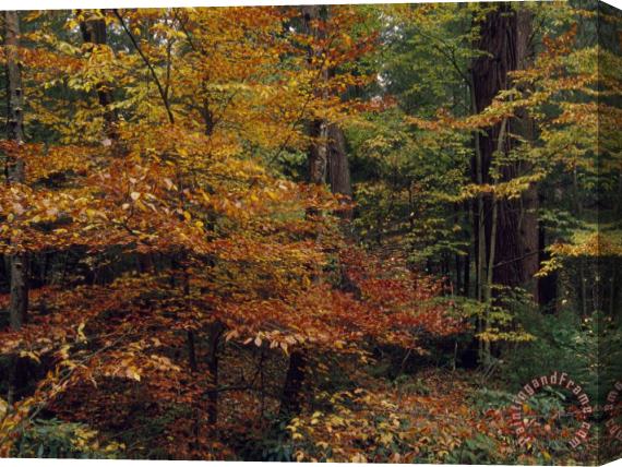 Raymond Gehman Scenic Woodland View of Beech Trees in Autum Hues And Hemlocks Stretched Canvas Print / Canvas Art