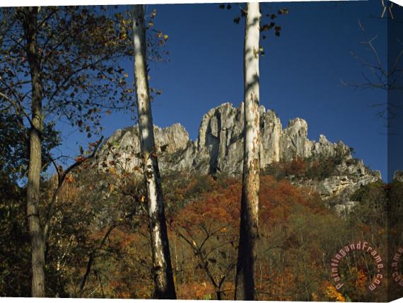 Raymond Gehman Seneca Rocks 900 Feet High with Trees in Autumn Hues Stretched Canvas Painting / Canvas Art