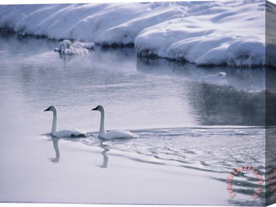 Raymond Gehman Serene Adult Trumpeter Swans Sail The Snow Banked Madison River Stretched Canvas Painting / Canvas Art
