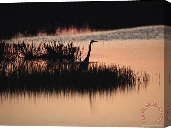 Raymond Gehman Silhouette of a Great Blue Heron Ardea Herodias at Sunset Stretched Canvas Painting / Canvas Art