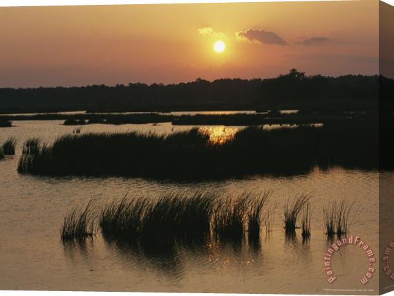 Raymond Gehman Silhouetted Aquatic Grasses at Twilight in a Wetland Stretched Canvas Print / Canvas Art