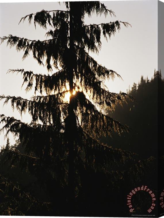 Raymond Gehman Silhouetted Fir Tree at Twilight Stretched Canvas Painting / Canvas Art
