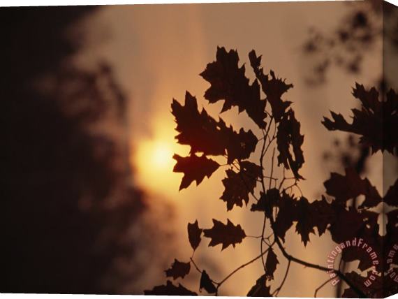 Raymond Gehman Silhouetted Oak Leaves at Sunset Stretched Canvas Print / Canvas Art