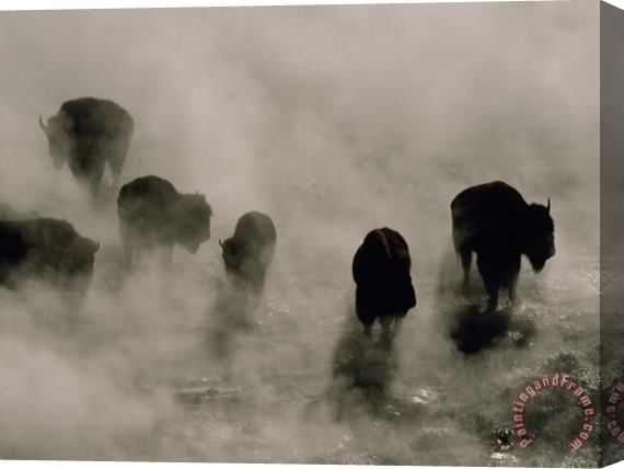 Raymond Gehman Silhouettes in The Mist American Bison Search for Food Midway Geyser Basin Yellowstone Wyoming Stretched Canvas Print / Canvas Art